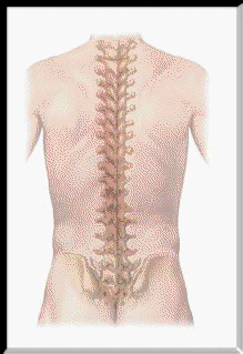 A spinal compression diagram.